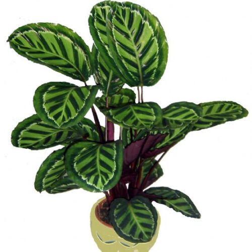 Calathea|Calathea.jpg