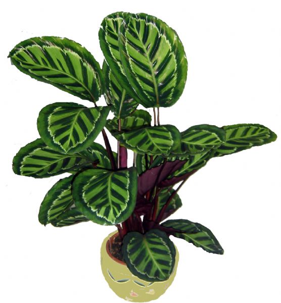 Calathea|Calathea.jpg