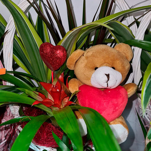 Cesta Planta Peluche Marin.jpg