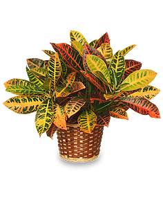Croton.jpg