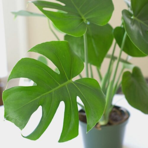 Plantainterior3 1.jpg
