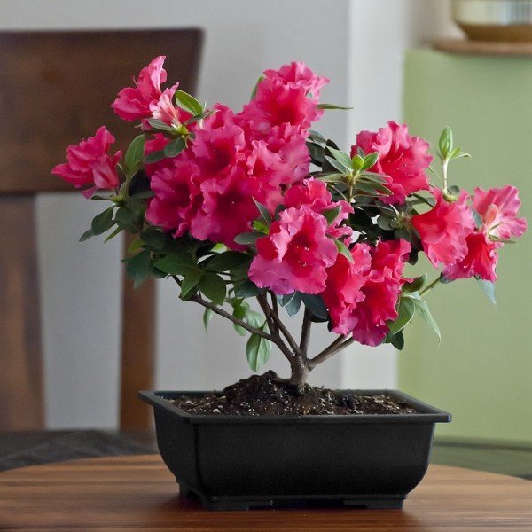 Plantainterior5.jpg