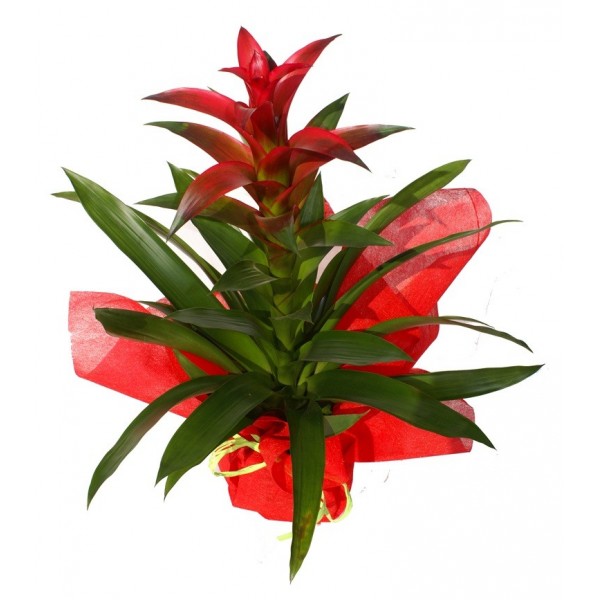 Plantainterior9 1.jpg